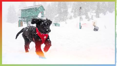 A black puppy running in the snow on a snow day wearing a red collar vest.