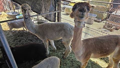 Two alpacas, two sheep, and a goat in a caged area with hay bales in the back.