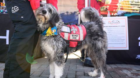 Big Bear Mountain Resort patrol dog, Inyo, standing next to his human while helping out at the Ski Safety Day event at Snow Summit during the winter time.