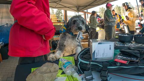 Big Bear Mountain Resort's patrol dog, Inyo, standing on his two legs and propping up on a table during a Ski Safety Day winter event at Snow Summit.