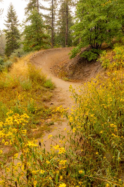 Mountain biking trail surrounded by the forest and yellow flowers