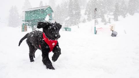 2019-03-20_BB_LS_NALA_PatrolDog_5.jpg
