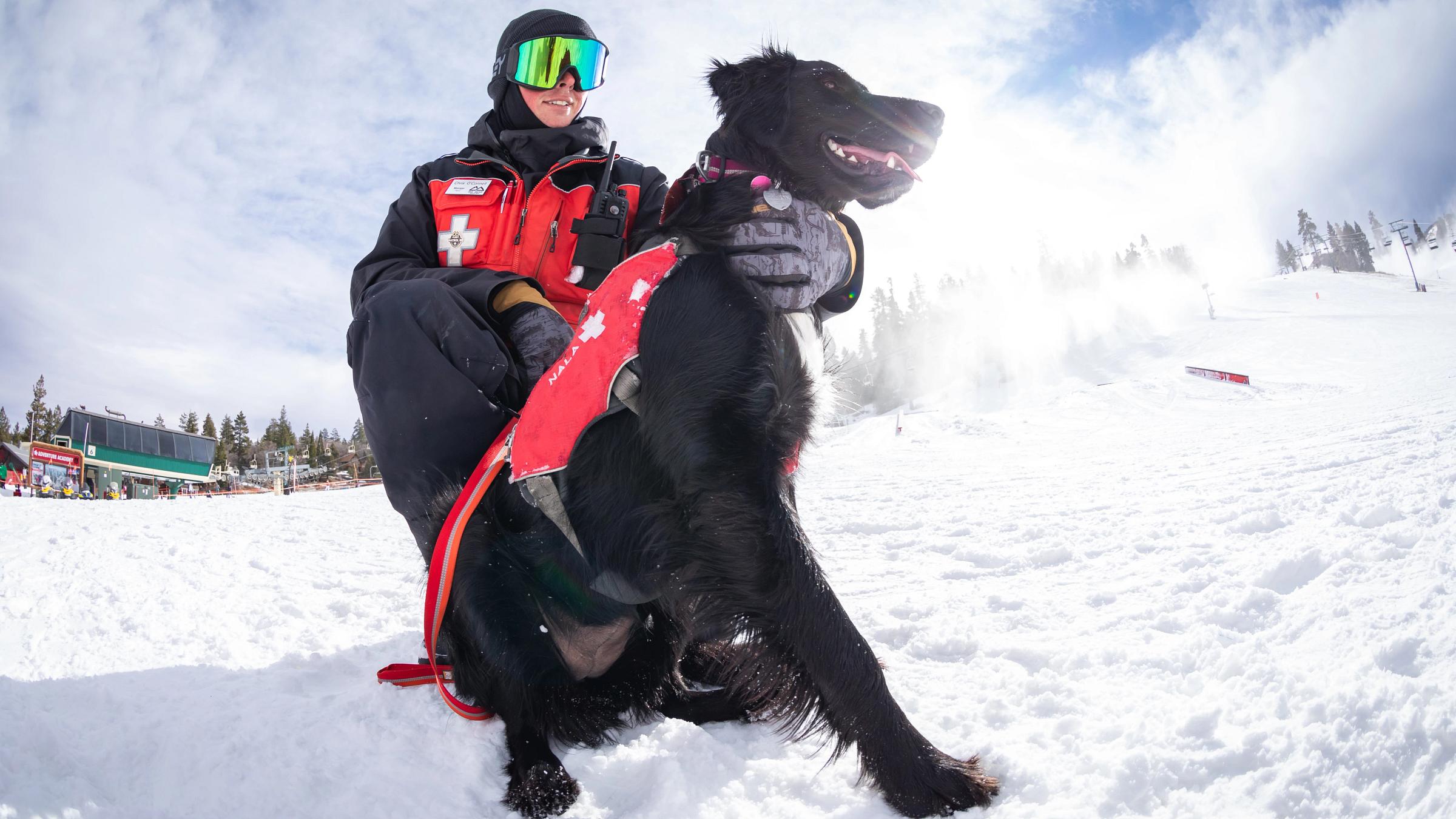 Patrol with an avalanche dog in training