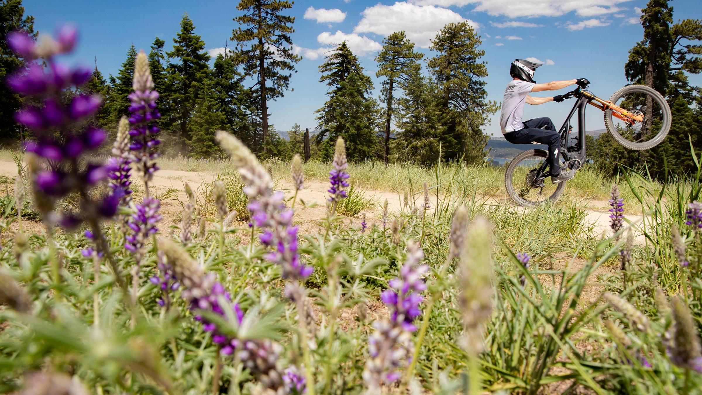 Mountain biker doing a wheelie surrounded by lavender plants.