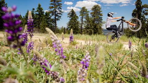eBikers in a purple flower field