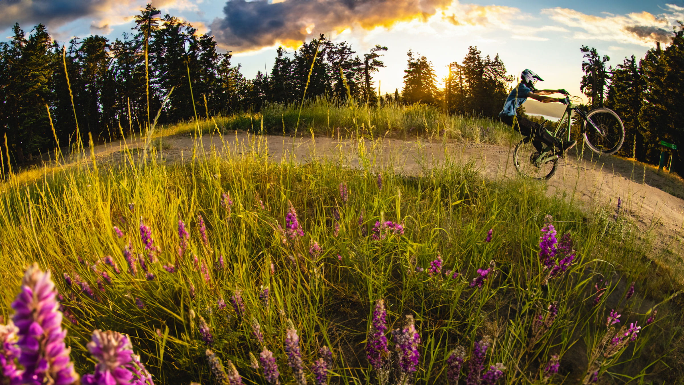 Mountain biker doing a one wheelie with flowers surrounding the natural landscape