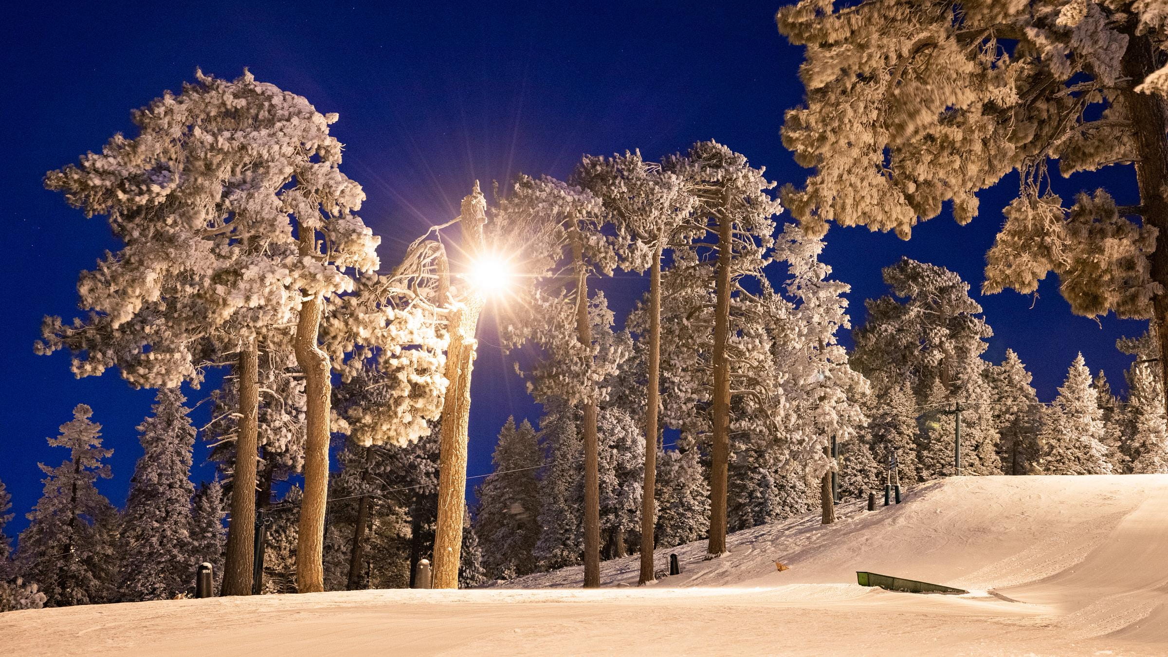 snowy trees in the evening on the slopes.