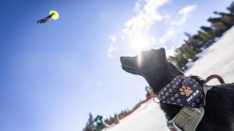 2022-02-15_BB_JM_Loki_Dog_Shoot_Product_-16.jpg