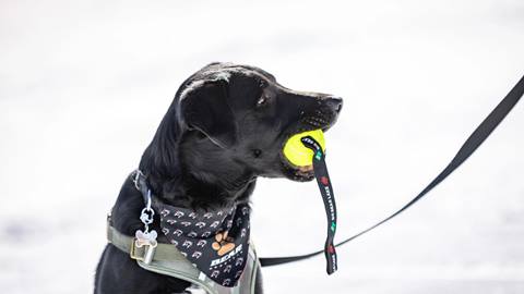 2022-02-15_BB_JM_Loki_Dog_Shoot_Product_-2.jpg