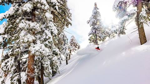 Rider in powder carving in the trees