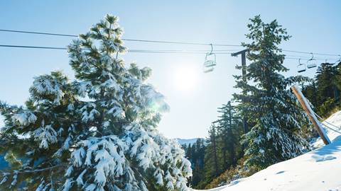 Trees with snow and a chairlift in the background