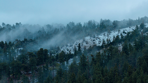 Snow-covered pine trees and misty slopes at Big Bear Mountain Resort after a fresh winter snowfall.