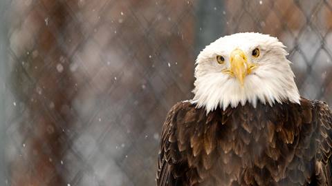 Bald Eagle at the Big Bear Zoo
